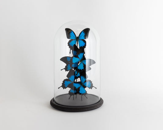 Glass Bell Jar with Blue Butterflies - Large