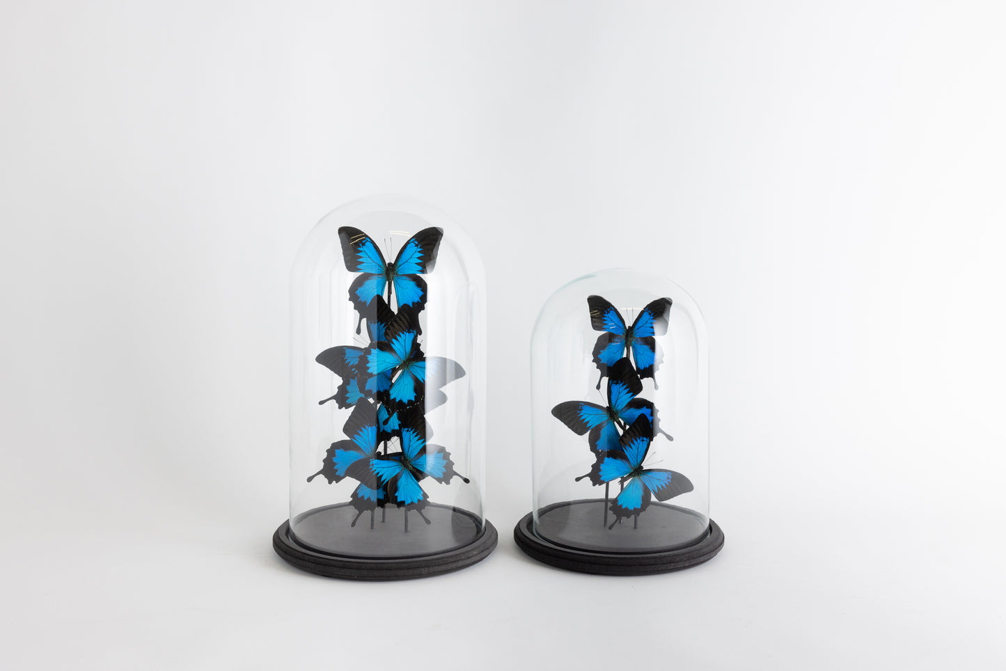 Glass Bell Jar with Blue Butterflies - Large