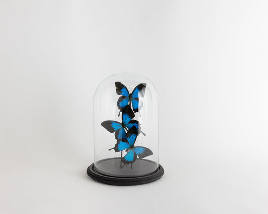 Glass Bell Jar with Blue Butterflies - Medium