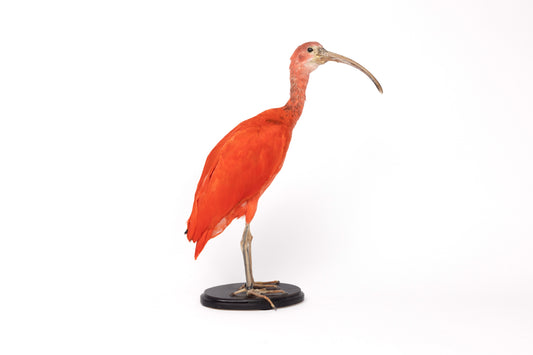 Taxidermy Red Ibis on Black Base