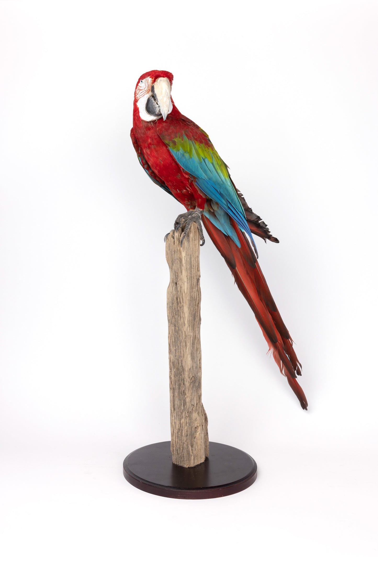 Taxidermy Red Parrot on Trunk