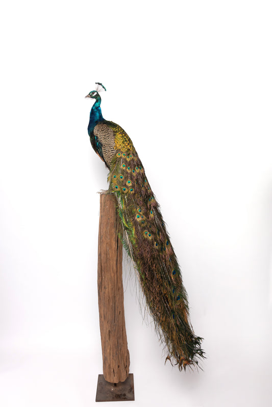 Taxidermy Blue Peacock on Trunk