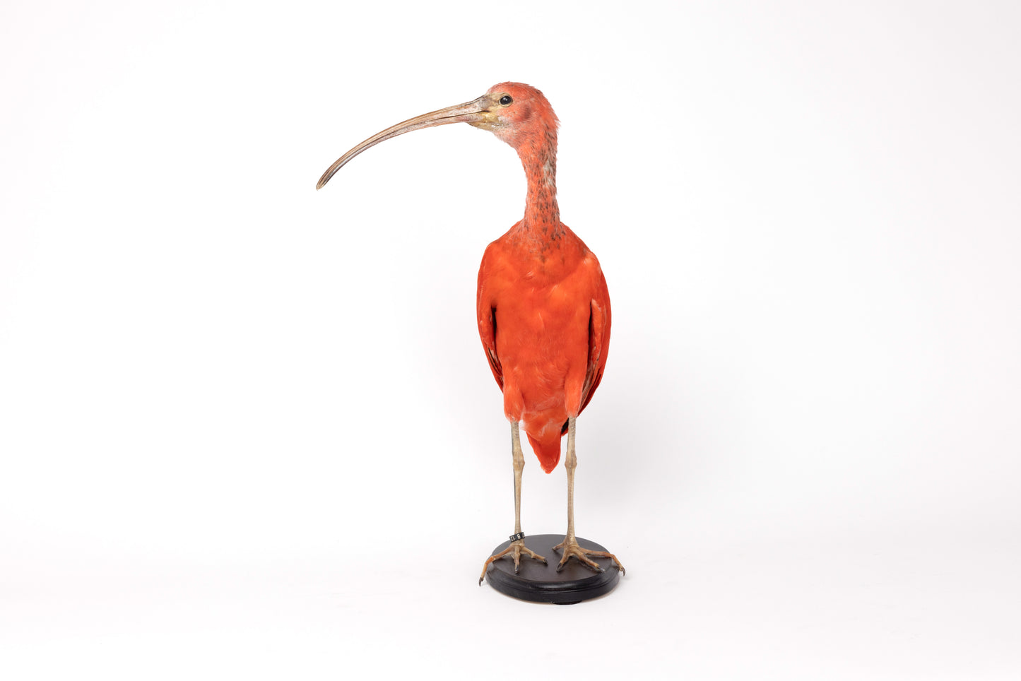 Taxidermy Red Ibis on Black Base