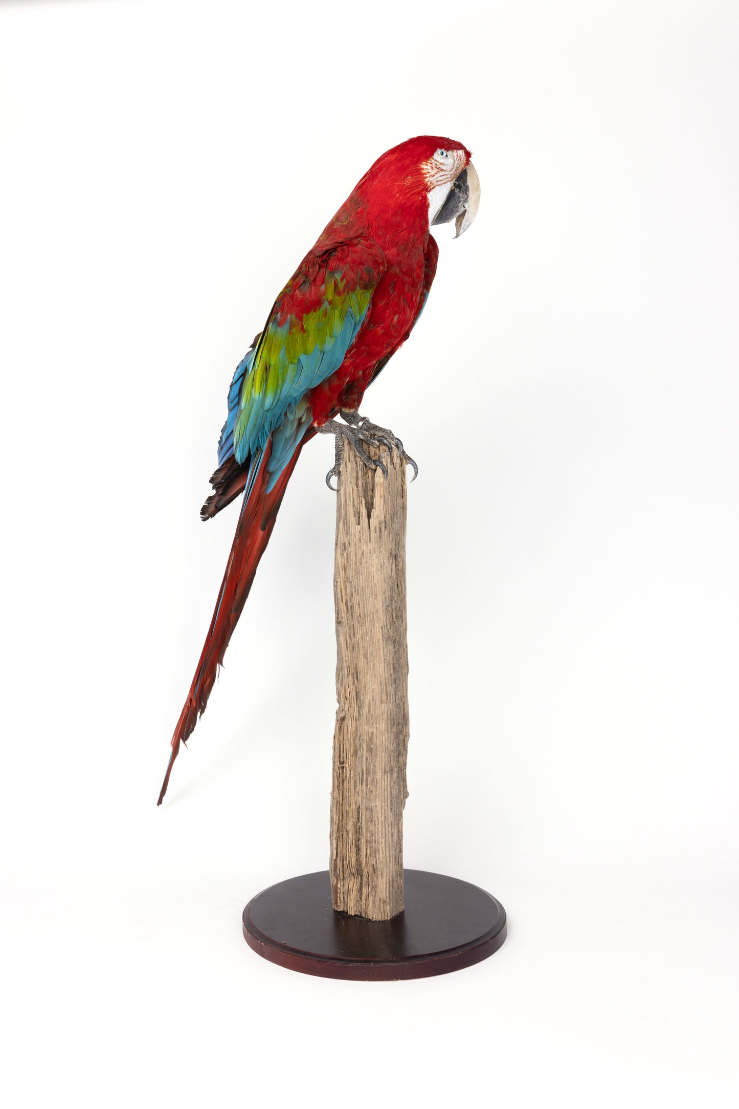 Taxidermy Red Parrot on Trunk