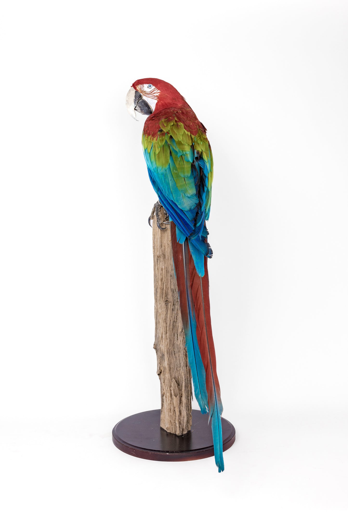 Taxidermy Red Parrot on Trunk