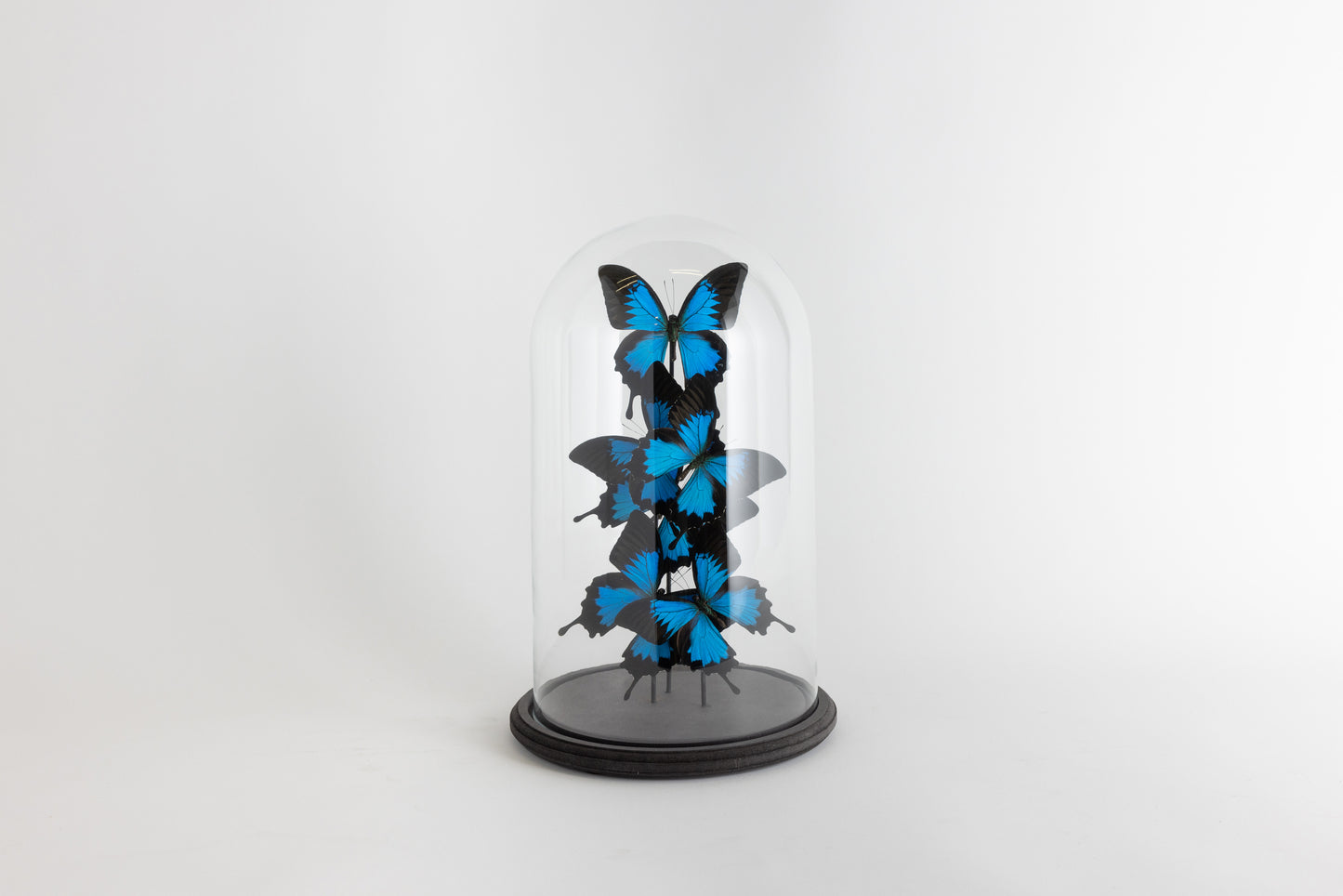 Glass Bell Jar with Blue Butterflies - Large