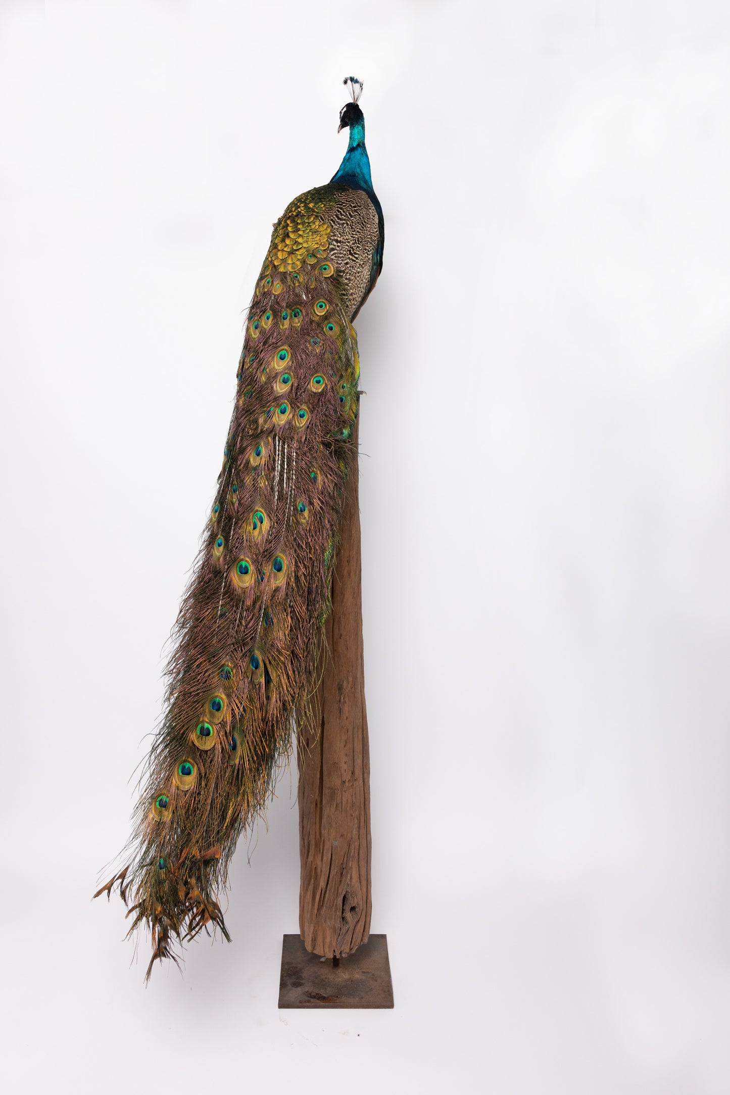 Taxidermy Blue Peacock on Trunk