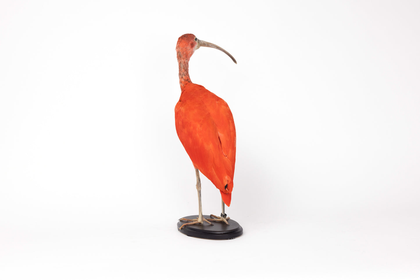 Taxidermy Red Ibis on Black Base